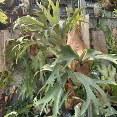 Platycerium Banna #A