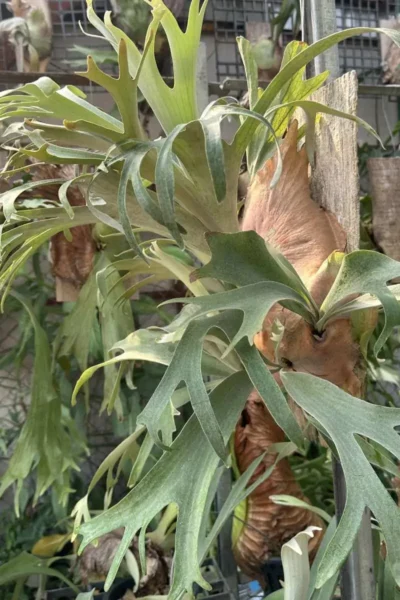 Platycerium Willinckii Jenny – Rare Orchid Species For