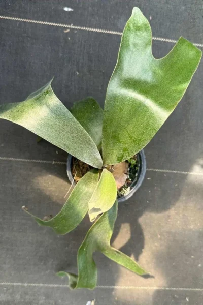 Platycerium Banna #A