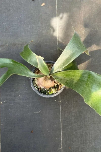 Platycerium Banna #A