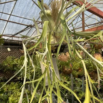 Platycerium Monkey North