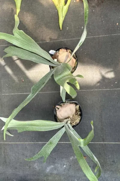 platycerium monkey north