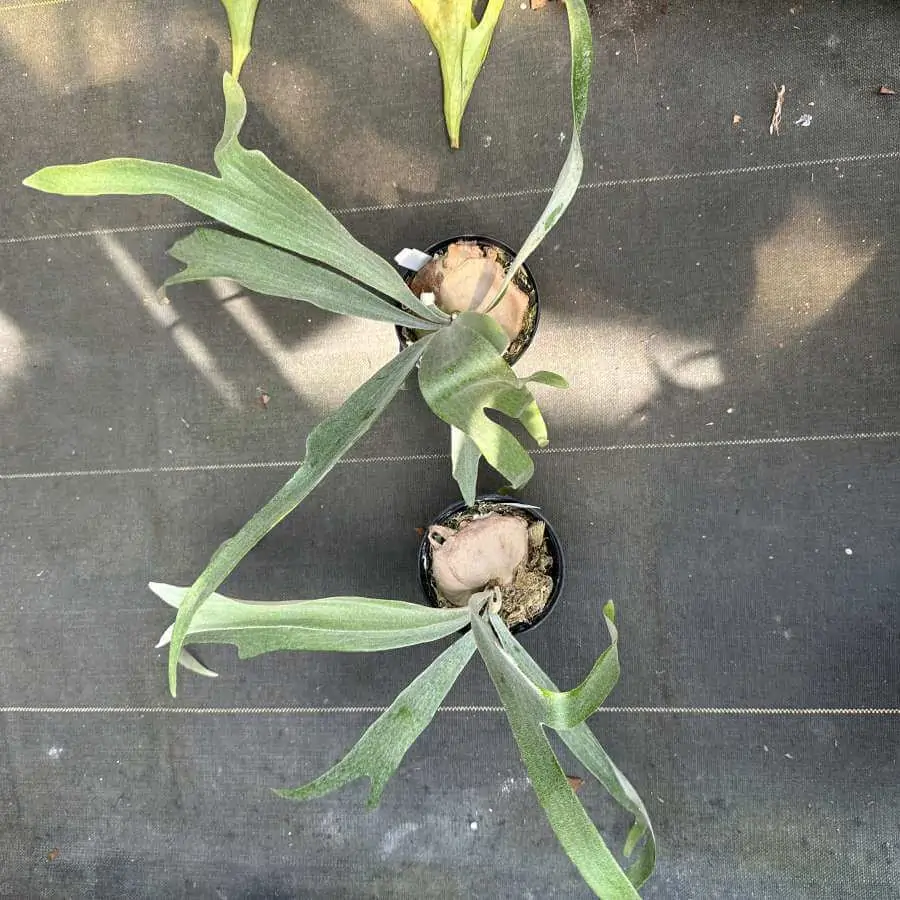 Platycerium Monkey North For Sale | SibOrchid.com