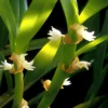 Eria biflora orchid plant for sale