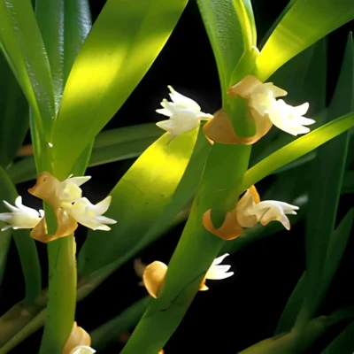 Eria biflora