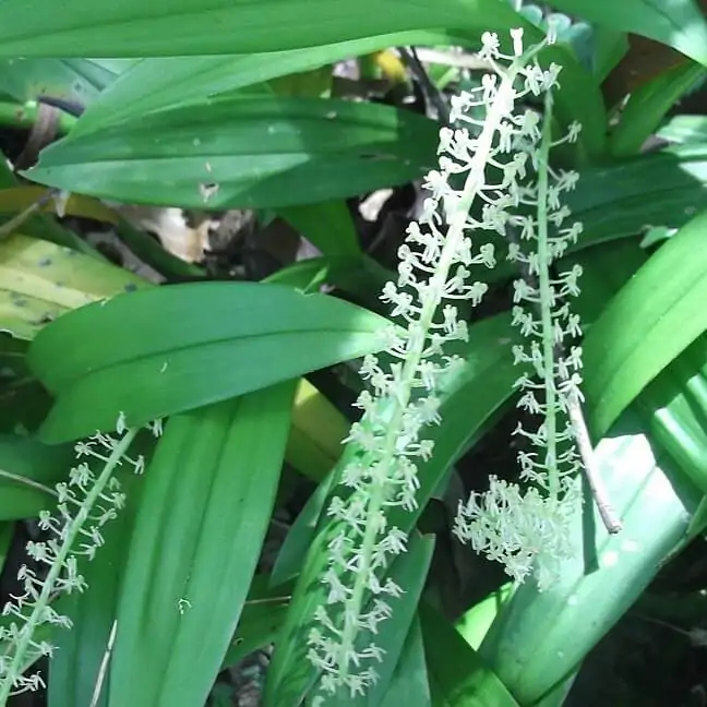 Liparis Viridiflora – Buy Online | Sib Orchid Liparis Viridiflora