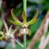 Eulophia andamanensis – Buy Online | Sib Orchid Eulophia andamanensis