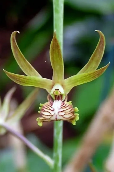 Eulophia andamanensis
