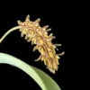Bulbophyllum crassipes orchid plant for sale