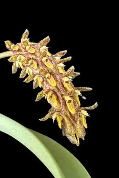 Bulbophyllum crassipes