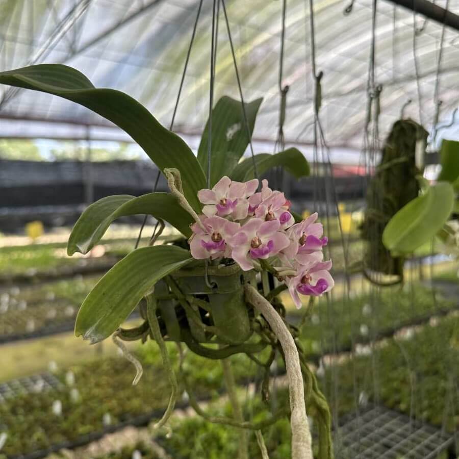 Rhynchostylis gigantea Pink