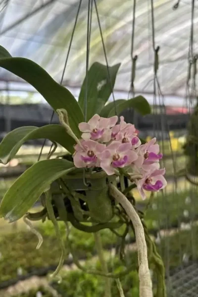 Rhynchostylis gigantea Pink