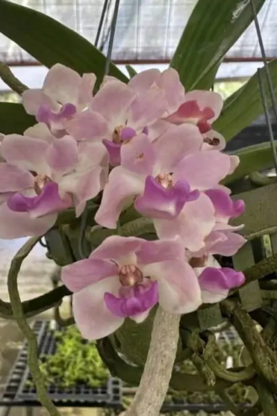 Rhynchostylis gigantea Pink