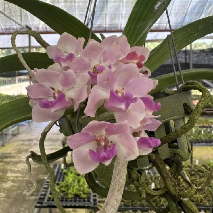 Orchid Bloom Spring orchid plant for sale