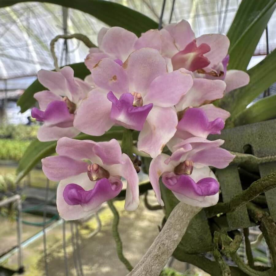 Rhynchostylis gigantea Pink