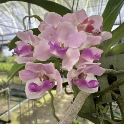 Rhynchostylis gigantea Pink