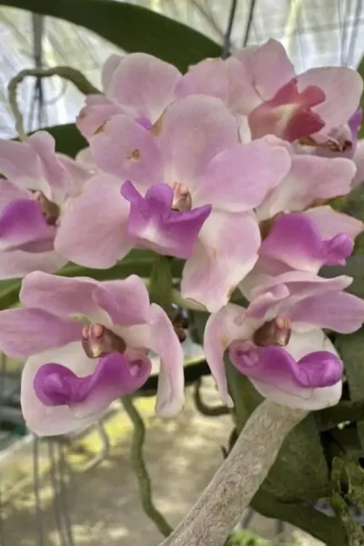 Rhynchostylis gigantea Pink