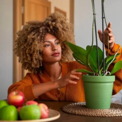 How to Care for Orchids Indoors