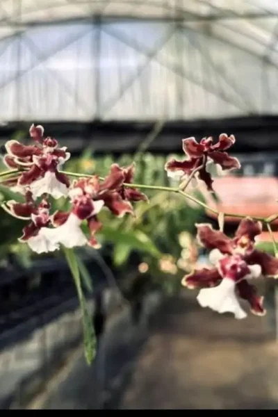 Oncidium Sharry baby