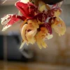 Stanhopea tigrina
