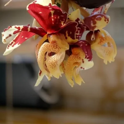Stanhopea tigrina