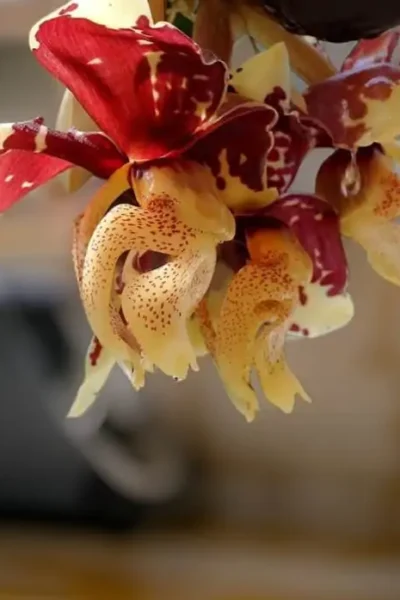 Stanhopea tigrina