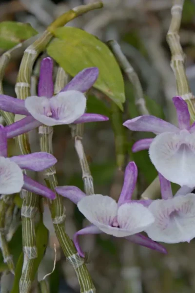 Dendrobium primulinum