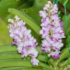 Rhynchostylis coelestis var. pink 