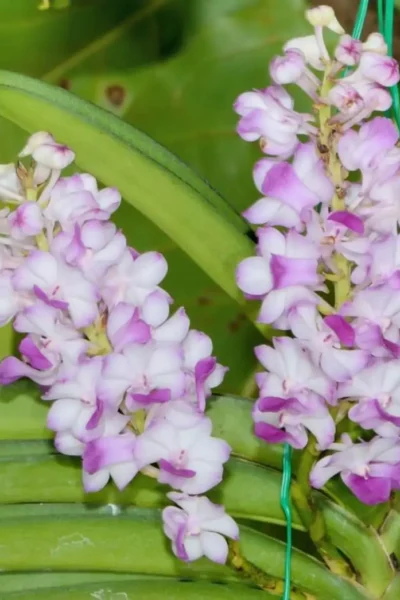 Rhynchostylis coelestis var. pink