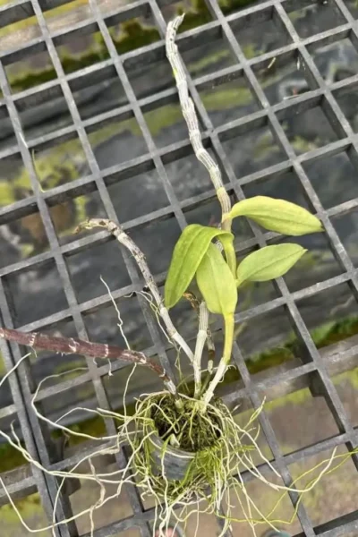 Dendrobium primulinum