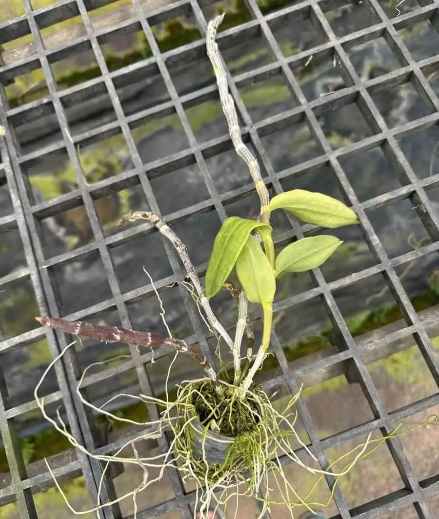 Dendrobium primulinum – Buy Online | Sib Orchid Dendrobium primulinum