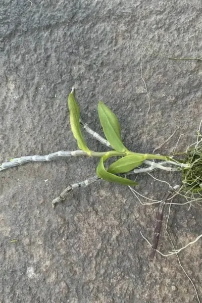 Dendrobium primulinum