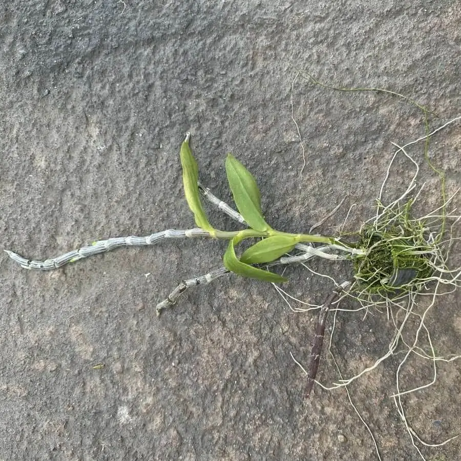 Dendrobium primulinum – Buy Online | Sib Orchid Dendrobium primulinum