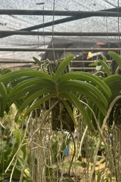 Rhynchostylis coelestis var. pink 