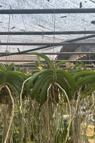 Rhynchostylis coelestis var. pink 