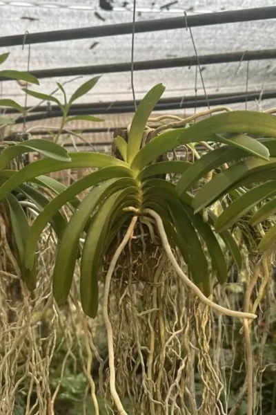 Rhynchostylis coelestis var. pink 