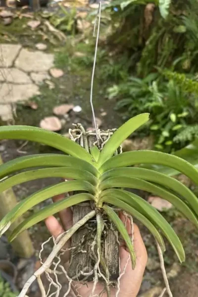 Rhynchostylis coelestis var. pink 