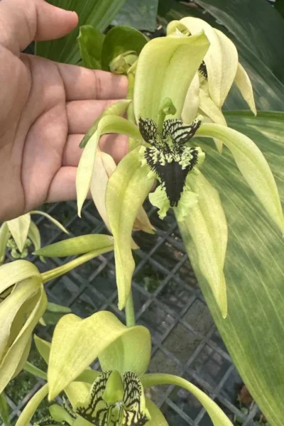 Dendrobium pendurata