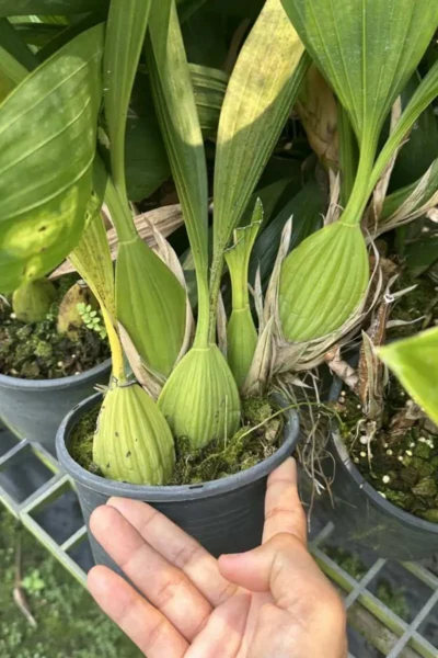 Dendrobium pendurata