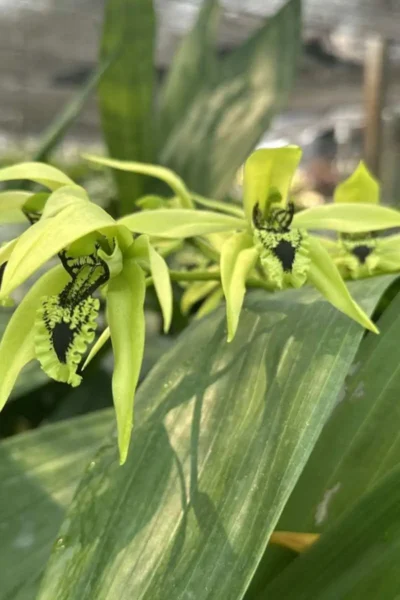 Dendrobium pendurata