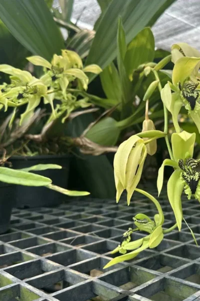 Dendrobium pendurata