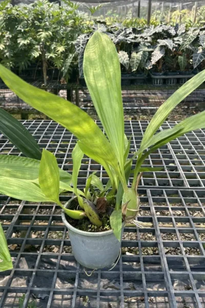 Dendrobium pendurata