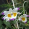 Dendrobium_devonianum