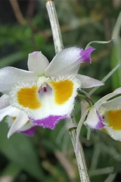 Dendrobium_devonianum
