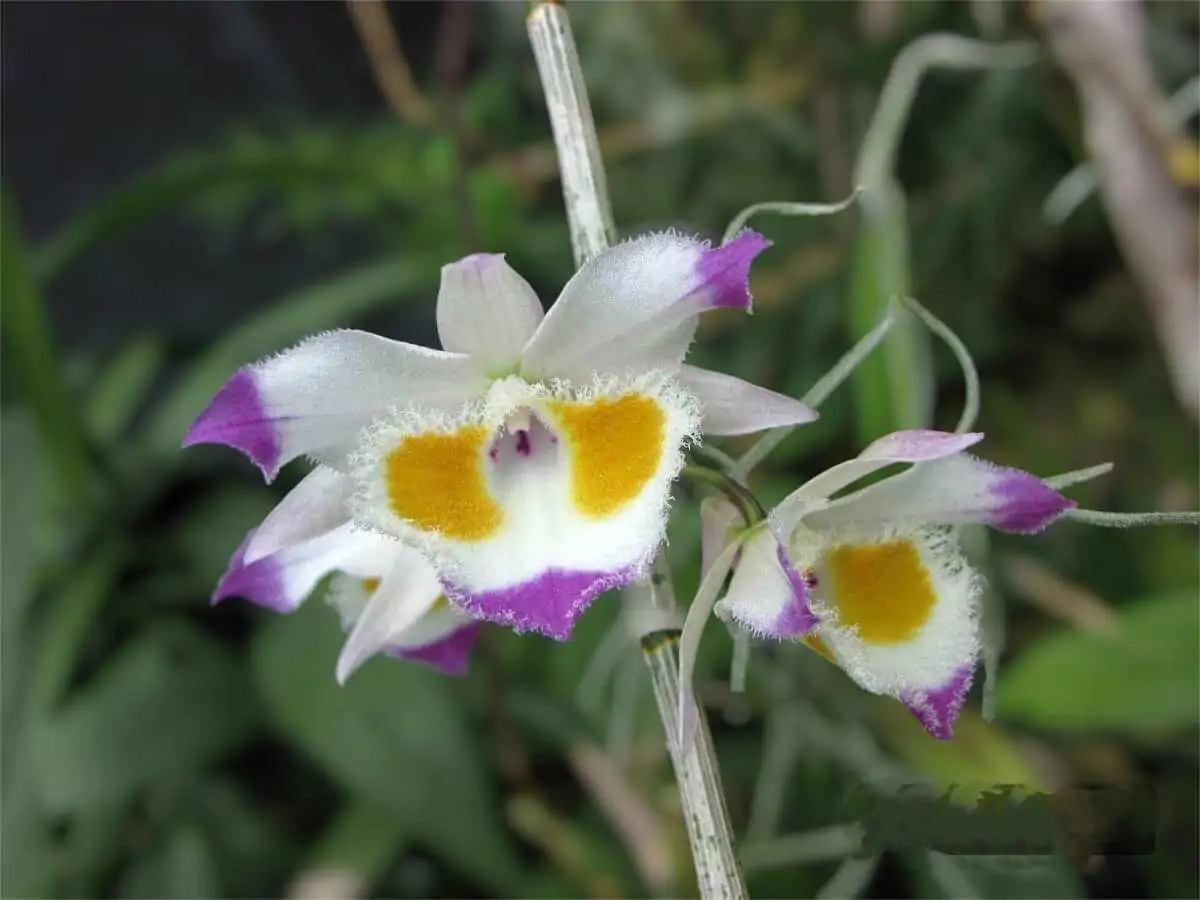 Dendrobium_devonianum
