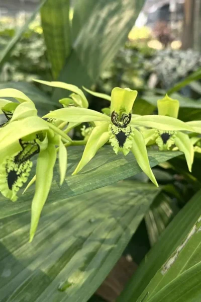 Dendrobium pendurata
