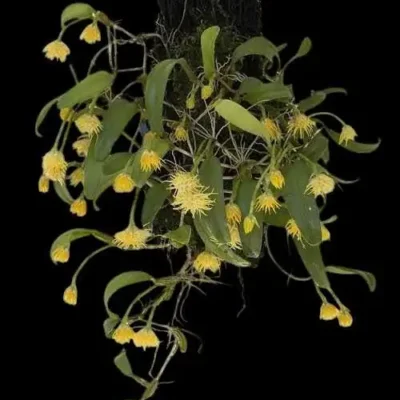 Bulbophyllum odoratissimum