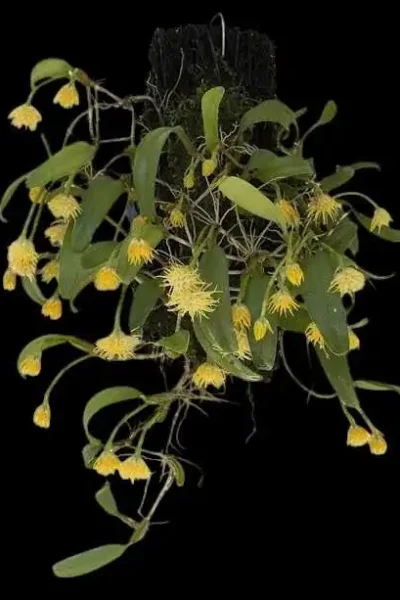 Bulbophyllum odoratissimum
