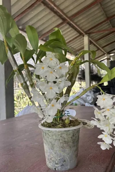 Dendrobium farmeri Var. alba
