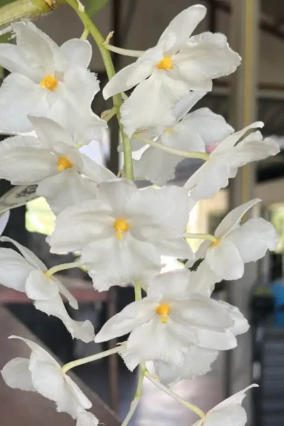 Dendrobium farmeri Var. alba